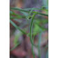 Commelina dianthifolia (Commelinaceae) - leaf - on upper stem