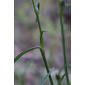 Commelina dianthifolia (Commelinaceae) - stem - showing leaf bases