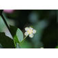 Euonymus americanus (Celastraceae) - inflorescence - frontal view of flower