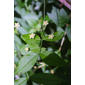 Euonymus americanus (Celastraceae) - inflorescence - whole - unspecified