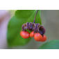 Euonymus americanus (Celastraceae) - fruit - section or open