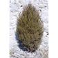 Juniperus virginiana (Cupressaceae) - whole tree - general