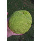 Maclura pomifera (Moraceae) - fruit - lateral or general close-up