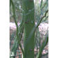 Parkinsonia aculeata (Fabaceae) - bark - of a large tree