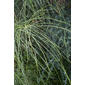 Parkinsonia aculeata (Fabaceae) - leaf - showing orientation on twig