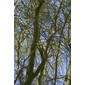 Parkinsonia aculeata (Fabaceae) - whole tree (or vine) - view up trunk