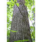 Tilia americana (Tiliaceae) - bark - of a large tree