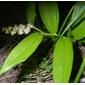 Maianthemum racemosum