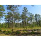 Long Leaf Pine Forest Singletary Lake NC SP 20010429 2793
