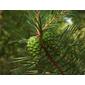 File:Pinus sylvestris cones pl.jpg