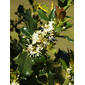 File:Ilex aquifolium (flowers).jpg