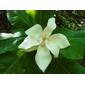 Magnolia silvestre en N.L.  (Magnolia dealbata)