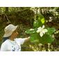 Vista de la planta (Magnolia dealbata)
