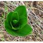 Cebola-albarrã // Sea Squill (Drimia maritima)