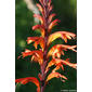 African Cornflag (Chasmanthe floribunda)