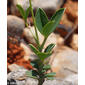 Argyrolobium zanonii subsp. zanonii
