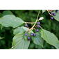 Cornus alternifolia