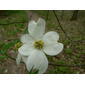 Cornus florida