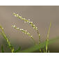 Dotted Smartweed (Persicaria punctata)